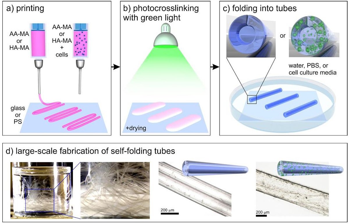 Fig. 1. Fabrication of self-folding hydrogel-based (cell-laden) tubes via 4D bioprinting: a) printing of mathacrylated alginate or hyaluronic acid solutions; b) crosslinking of the printed films with green light (530 nm) and mild drying; c) instant folding into tubes upon immersion of the crosslinked films in water, PBS, or cell culture media; d) examples of the fabricated self-folding tubes (from right to left): schematic illustrations and representative microscope images of single tubes with/without printed cells formed through the described 4D printing process; photograph of a glass vial containing a large number of self-folded tubes, indicating on the possibility of their large-scale fabrication.